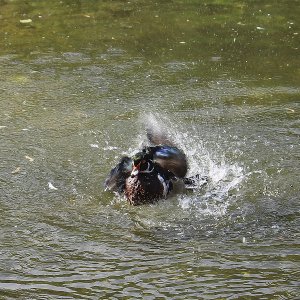 Brautente Grugapark Essen